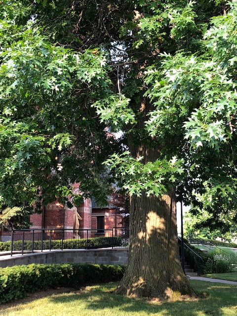 The old oak tree in front of Sage Library