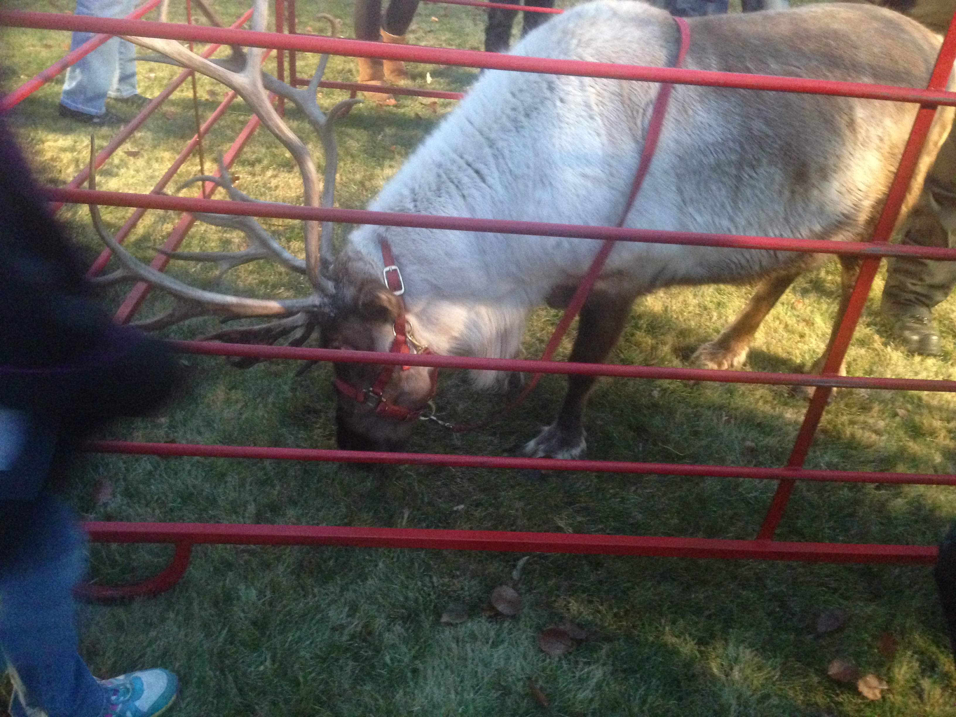 live reindeer behind fence