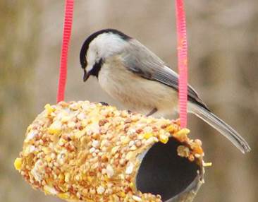 bird eating bird seed on a homemade bird feeder 