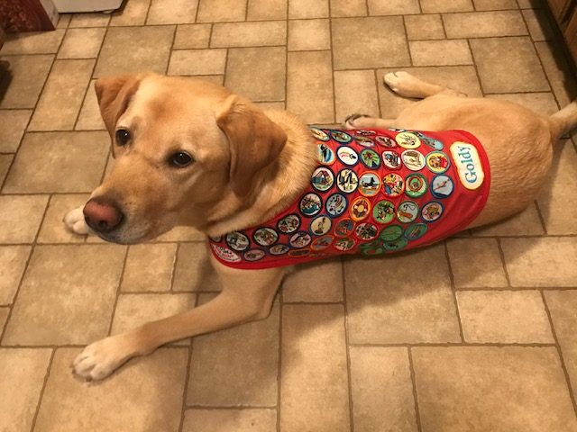 Yellow Lab in Therapy Vest