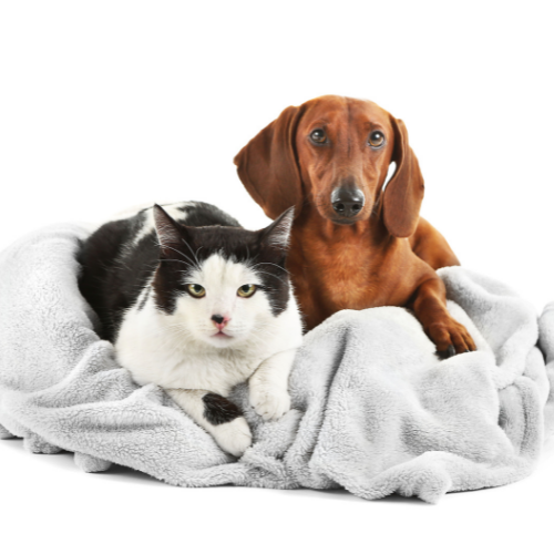 Black and White Cat and dog on a blanket