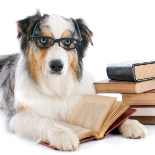 Dog with glasses and books