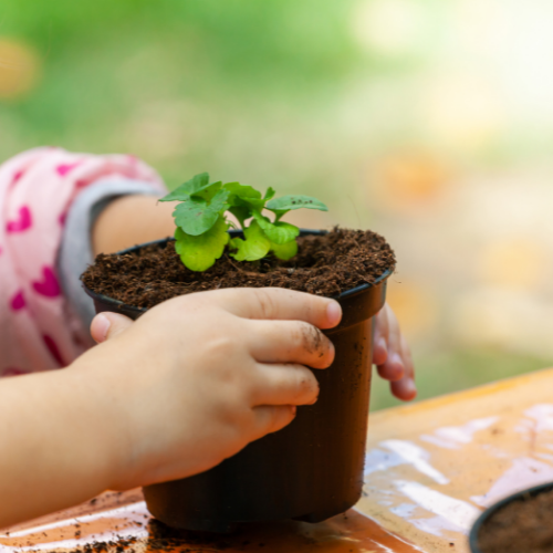 Potted plant with small mount of green plant showing with child's hands around the pot
