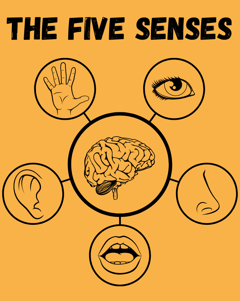 The words: The Five Sense and the symbols  around a brain 