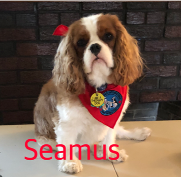 Brown floppy eared and white dog named Seamus