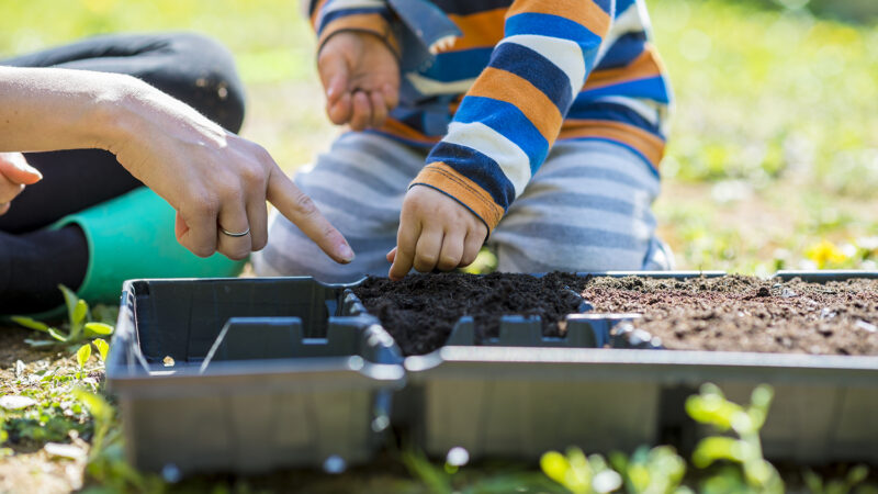 child planting seed in dirt