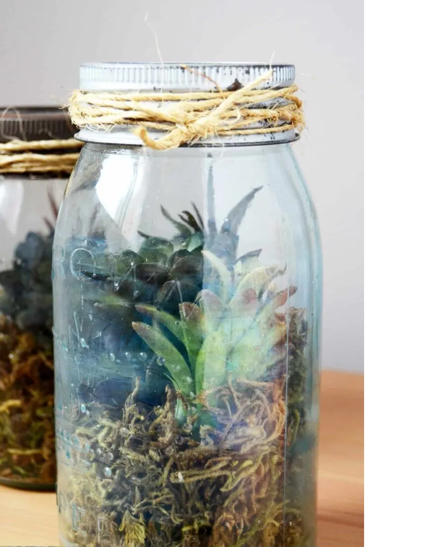 image of mason jar with terrarium materials and succulent inside