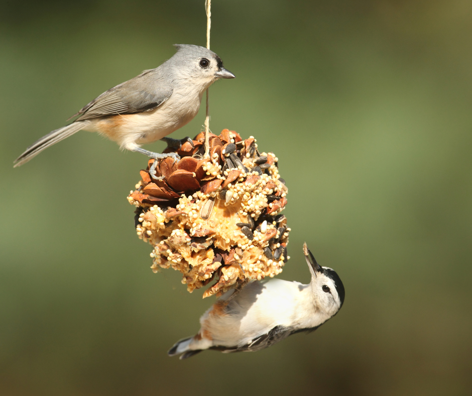 Two birds eating bird seed from a pinecone