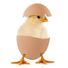 chick hatching from egg