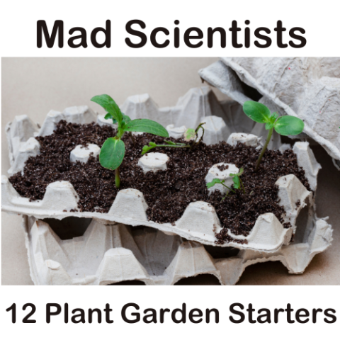 Mad Scientists: 12 Plant Garden Starters using egg cartons
