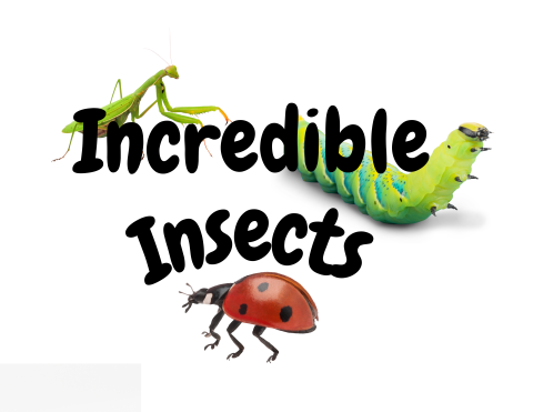 insects chippewa nature center