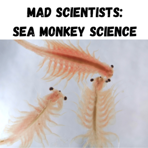 Mad Scientists: Sea Monkey Science (photo of brine shrimp - sea monkey)