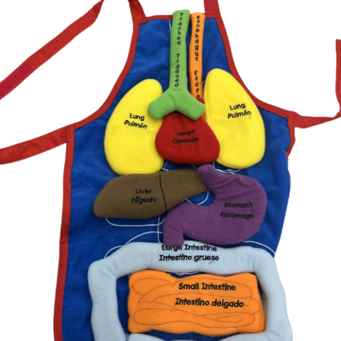 Young Scientists: All About Me (Kids apron with Velcro examples on the inside of the body i.e. heart, lungs, etc.)
