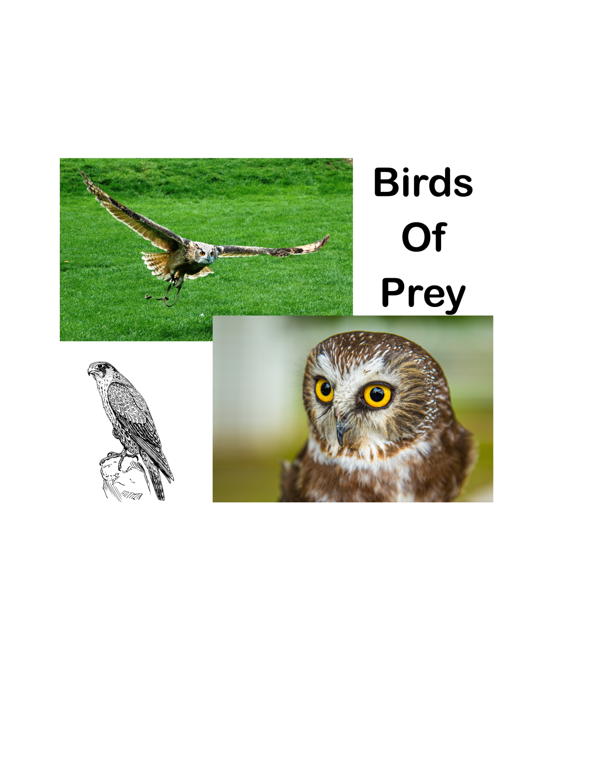 wildlife recovery animal 