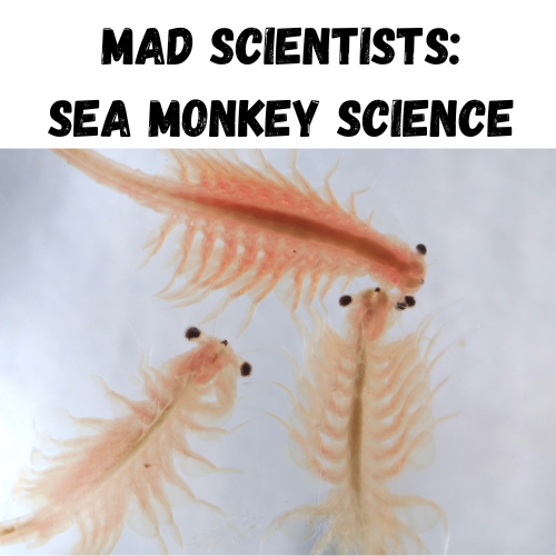 Mad Scientists: Sea Monkey Science (photo of brine shrimp - sea monkey)