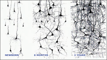 MRI image showing increasing synapses in a child's brain at birth, six months, and two years